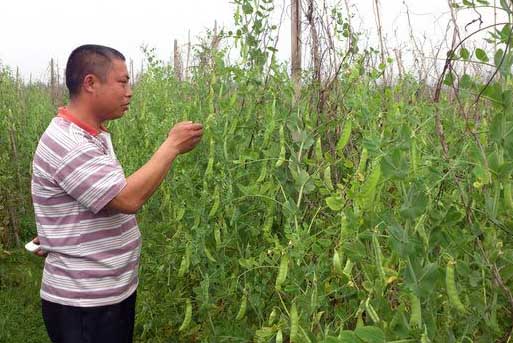 菜豆種植技術(shù)