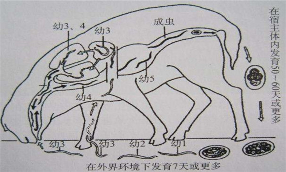 羊肺線蟲病防治