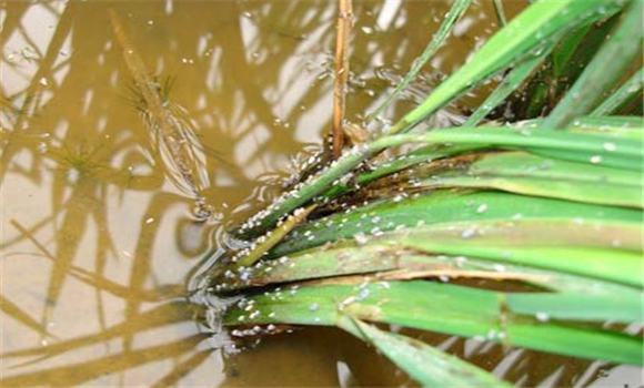 水稻稻飛虱防治方法