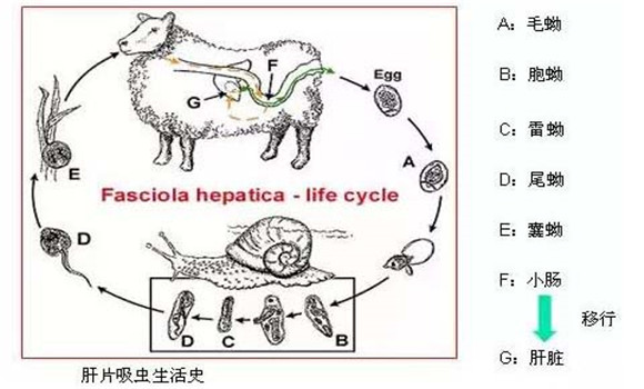 羊肝片吸蟲病傳染嗎？