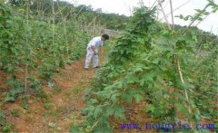 種植葛根如何管理？葛根田間管理技術(shù)要點