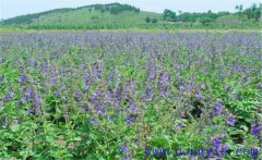 種植黃芩怎么管理？黃芩田間管理的主要內(nèi)容