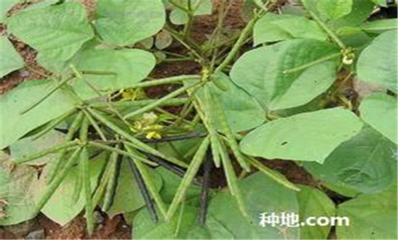 綠豆怎么種植能高產(chǎn)？