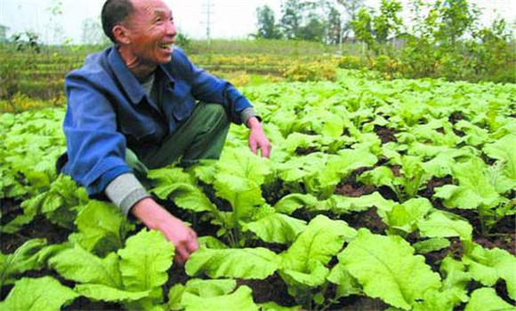 榨菜種植時(shí)間