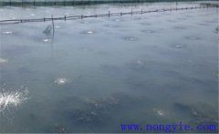 怎樣為魚塘增加氧氣，給魚塘增氧有幾種方法？