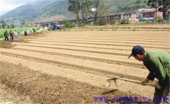 種植薄荷如何選地整地？薄荷種植管理技術(shù)要點