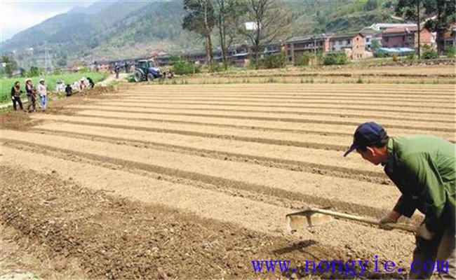 種植薄荷如何選地整地