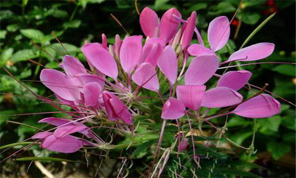 醉蝶花種植