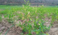 黃芪種植方法及時間 黃芪栽培管理技術(shù)要點