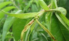 食心蟲的生物防治與人工防治方法