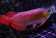 紅龍魚(yú)品種與分類(lèi)