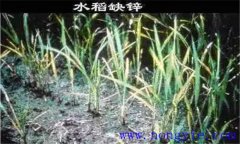 水稻缺鋅會(huì)導(dǎo)致僵苗，水稻缺鋅怎么辦？