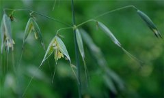 燕麥種植時間，燕麥什么時間種植