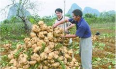 豆薯如何種植，豆薯種植與栽培技術(shù)