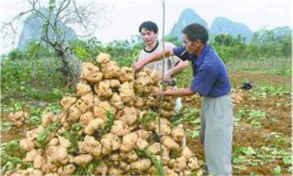 豆薯如何種植，豆薯種植與栽培技術(shù)