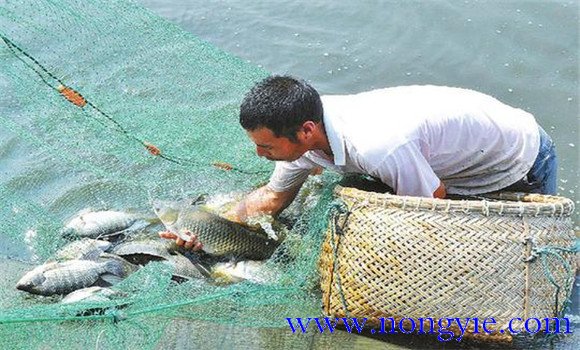 羅非魚的飼養(yǎng)管理