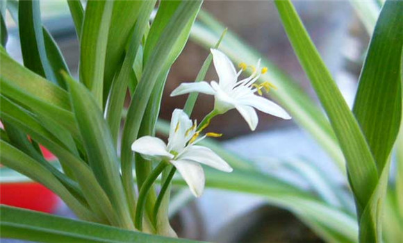 家庭室內養(yǎng)花小技巧