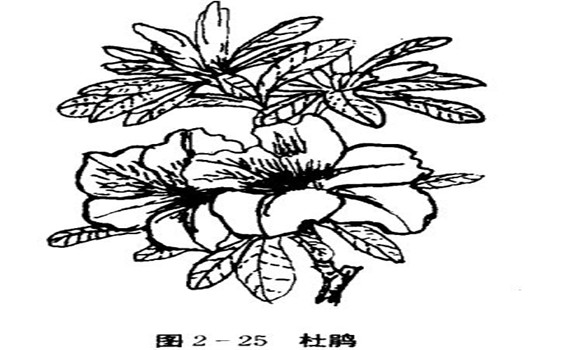 怎樣養(yǎng)杜鵑花，杜鵑花怎么養(yǎng)