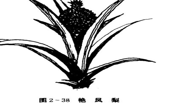 艷鳳梨的特性與艷鳳梨的養(yǎng)殖技術