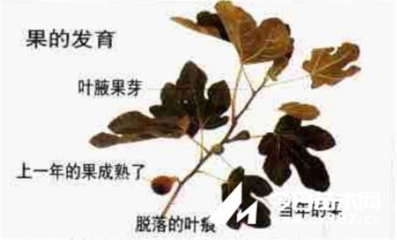 盆栽無(wú)花果修剪方法