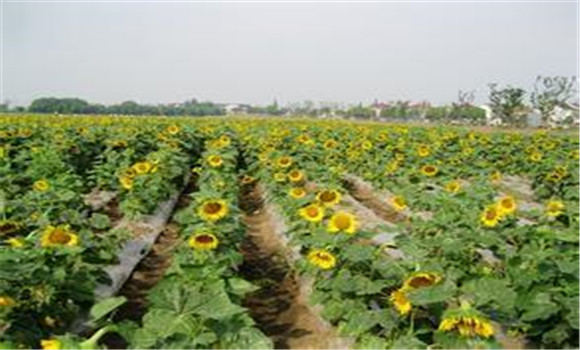 向日葵種植方法：防止向日葵空殼的方法