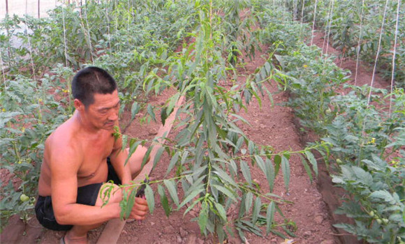 桃樹(shù)苗的種植方法