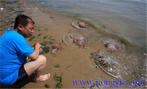 海蜇能蜇死人嗎，如何預(yù)防被蜇傷