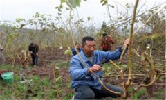 桑樹怎么種植 請記住桑樹種植技術的五個要點