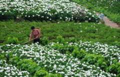 白芍種植技術(shù)、方法與主要步驟