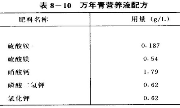 萬年青