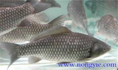 四大家魚(yú)混養(yǎng)比例如何掌握 為何都要人工繁殖