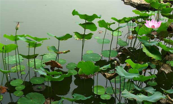 湘蓮定植