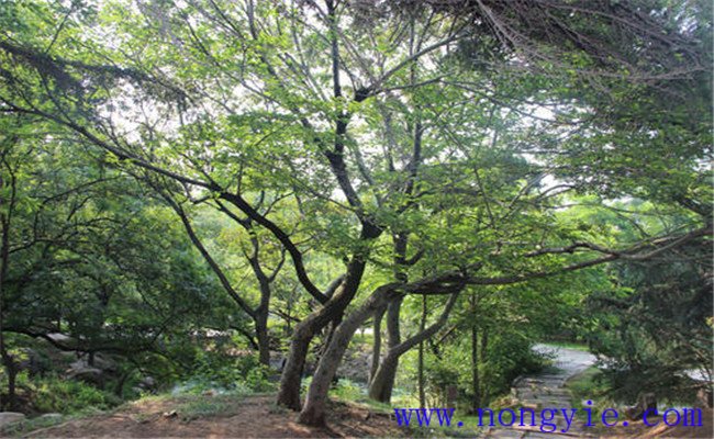 糙葉樹(shù)的栽培管理及其園林用途