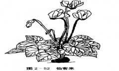 仙客來（兔耳花）的植物學特征介紹