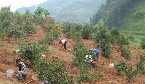 油茶樹種植