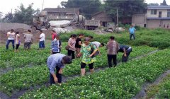 茉莉花的養(yǎng)殖方法簡介，怎樣培育茉莉花