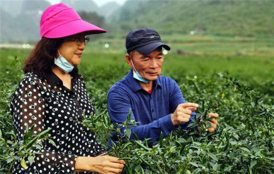 辣椒的定植后管理