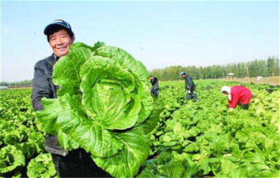 大白菜的收獲