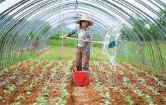 菜豆栽培時間與技術(shù)要點、病蟲害防治