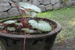 如何盆栽虎耳草，虎耳草盆栽關(guān)鍵技術(shù)解密