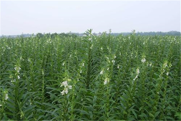 芝麻施肥時(shí)間