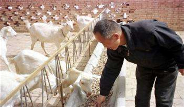 舍飼養(yǎng)羊的飼料調(diào)制