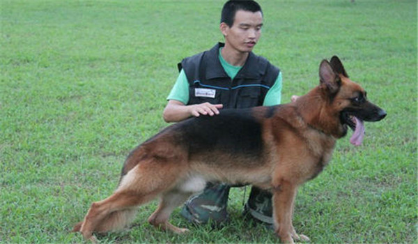 因犬制宜，區(qū)別對(duì)待