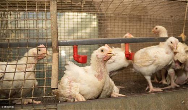 觀察雞群飼料用量