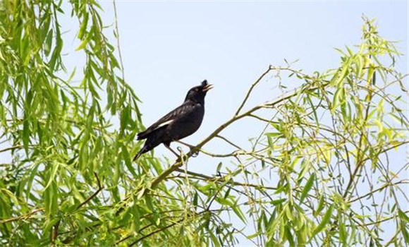 八哥的飼養(yǎng)方法