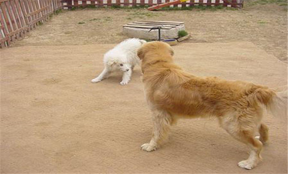 犬傳染性肝炎的緊急預防