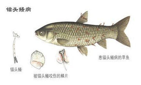 魚(yú)得了錨頭鳋病有哪些癥狀