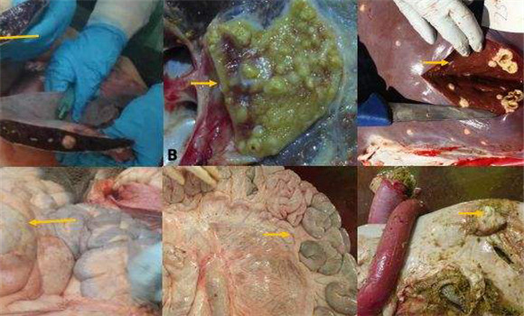 牛結(jié)核病的剖檢