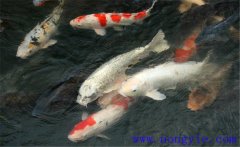 鯉魚(yú)是什么魚(yú)，鯉魚(yú)是淡水魚(yú)還是海水魚(yú)？