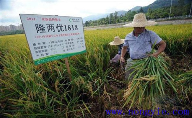 超級稻的主要優(yōu)秀品種